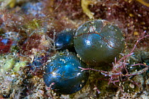 Bubble algae / Sailor's eyeball (Valonia ventricosa) Lembeh Straits, Sulawesi, Indonesia