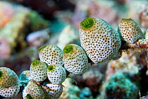 Seasquirt / Tunicate (Didemnum molle) Lembeh Straits, Sulawesi, Indonesia