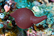 Sponge (Pericharax sp) Lembeh Straits, Sulawesi, Indonesia