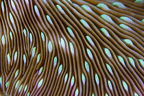 Close up of underside of Hard mushroom coral (Podabacia sp) Lembeh Straits, Sulawesi, Indonesia