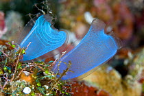 Seasquirt / Tunicate (Rhopalaea sp) Lembeh Straits, Sulawesi, Indonesia