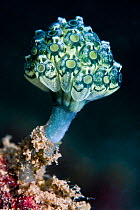 Seasquirt (Oxycorynia fascicularis) Lembeh Straits, Sulawesi, Indonesia