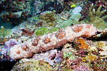 Sea cucumber (Bohadschia graeffei) Lembeh Straits, Sulawesi, Indonesia