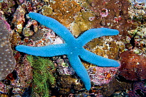 Starfish (Linckia sp) Lembeh Straits, Sulawesi, Indonesia.