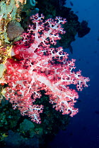 Soft coral (Dendronephthya sp) Lembeh Straits, Sulawesi, Indonesia