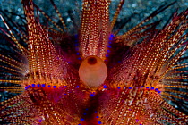 Close up of spines of False fire / Radiant sea urchin (Astropyga radiata) Lembeh Straits, Sulawesi, Indonesia