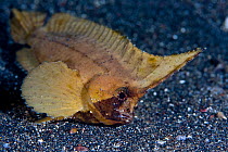 Spiny leaf fish (Ablabys macracanthus) Lembeh Straits, Sulawesi, Indonesia