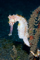 Thorny seahorse (Hippocampus histrix) Lembeh Straits, Sulawesi, Indonesia