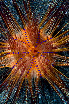 False fire / Radiant sea urchin (Astropyga radiata) Lembeh Straits, Sulawesi, Indonesia