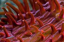 Close up of polyps of Mushroom coral (Fungia sp) Lembeh Straits, Sulawesi, Indonesia