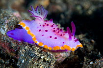Nudibranch (Mexichromis sp) Lembeh Straits, Sulawesi, Indonesia