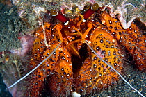 Red hermit crab (Dardanus megistos) Lembeh Straits, Sulawesi, Indonesia
