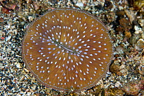 Mushroom coral (Fungia sp) Lembeh Straits, Sulawesi, Indonesia