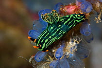 Nudibranch (Nembrotha kubaryana) amongst tunicates, Lembeh Straits, Sulawesi, Indonesia