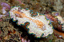 Nudibranch (Glossodoris cinta) camouflaged on rock, Lembeh Straits, Sulawesi, Indonesia