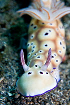 Nudibranch (Risbecia tryoni) Lembeh Straits, Sulawesi, Indonesia