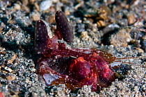 Shrimp-spearing mantis shrimp (Lysiosquillina sp) Lembeh Straits, Sulawesi, Indonesia