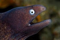 White-eyed / Grey faced moray eel (Siderea thyrsoidea) portrait, Lembeh Straits, Sulawesi, Indonesia