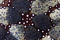 Close up of skin pattern on Cushion starfish (Culcita novaeguineae) Lembeh Straits, Sulawesi, Indonesia