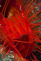 Close up of mantle of Flame file shell (Lima sp) Lembeh Straits, Sulawesi, Indonesia