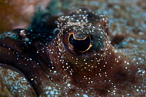 Eye of Panther flounder fish (Bothus pantherinus) Lembeh Straits, Sulawesi, Indonesia