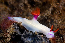 Nudibranch (Hypselodoris bullockii) Lembeh Straits, Sulawesi, Indonesia
