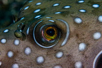 Eye of Bristley pufferfish / Toby fish (Arothon hispidus) Lembeh Straits, Sulawesi, Indonesia