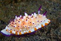 Nudibranch (Mexichromis multituberculata) Lembeh Straits, Sulawesi, Indonesia