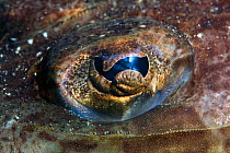 Close up of eye of Welander's flathead (Rogadius / Sorsogona welanderi) Lembeh Straits, Sulawesi, Indonesia