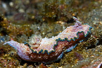 Nudibranch (Glossodoris hikuerensis) Lembeh Straits, Sulawesi, Indonesia