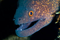 Head of Yellow-margined moray eel (Gymnothorax flavimarginatus) Lembeh Straits, Sulawesi, Indonesia