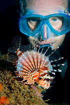 Diver observing a Spotted  lionfish (Pterois antennata) displaying, Lembeh Straits, Sulawesi, Indonesia. Model released
