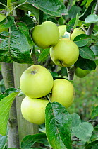 Cultivated apples (Malus sylvestris) variety 'The Nelson' growing on tree  Norfolk, UK, September