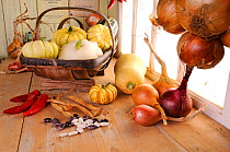 Rustic potting shed bench with Onions (Allium cepa) and Squashes, Norfolk, UK, September