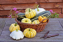 Rustic basket on garden table with collection Autumn squashes, Norfolk, UK, September