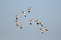 Small flock of Avocets (recurvirostra avosetta)  in flight, Norfolk, UK, November