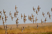 Flock of Black tailed godwits (Limosa limosa) in flight Norfolk, UK, November