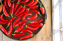 Chillies, 'Hungarian wax yellow' drying on garden sieve on the potting shed bench, UK, September.
