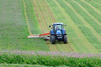 Tractor cutting Red clover (Trifolium pratense) for animal silage, Cotswolds, UK, September 2009