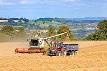 Combine-harvester transferring harvested wheat grain to trailor pulled by tractor. Cotswolds, UK, September 2009