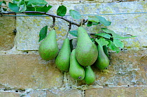 Cultivated 'Williams' variety of pears (Pyrus communis) fan trained, UK, September