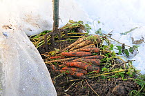 Winter root vegetables, including Parsnips (Pastinaca sativa) and Carrots (Daucus carota) harvested from under protective mesh after a fall of snow, Norfolk, UK, December