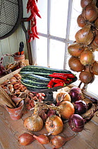 Potting shed storing harvested garden vegetables including Shallots Onions Chillies and Marrows, UK, September