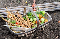 Bundle of bamboo canes and basket of Tomatoes and other vegetables, Norfolk, UK, October