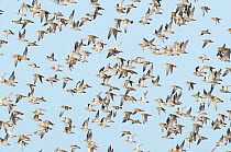 Large flock of Golden plovers, (Pluvialis apricaria) in flight, Norfolk, UK, November