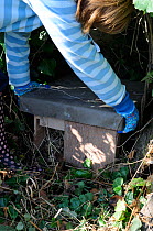 Woman placing lid on Hedgehog (Erinaceus europaeus) hibernation box, in garden hedgerow, Norfolk, UK, October 2009