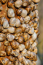 Large group of Common garden snails (Helix aspersa) hibernating on Sycamore tree, Norfolk UK, December