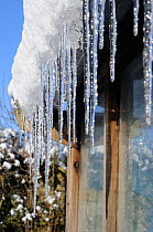 Icicles hanging from on greenhouse roof, Norfolk, UK, December 2009