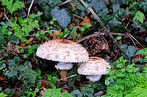 Parasol mushroom (Lepiota procera) fruiting bodies on roadside verge, Norfolk, UK, October