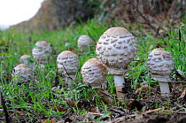 Parasol mushrooms (Lepiota procera) fruiting bodies on roadside verge, Norfolk, UK, October